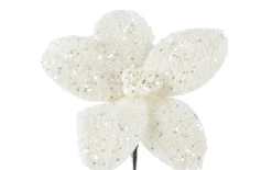 Poinsettia beige, 18 cm